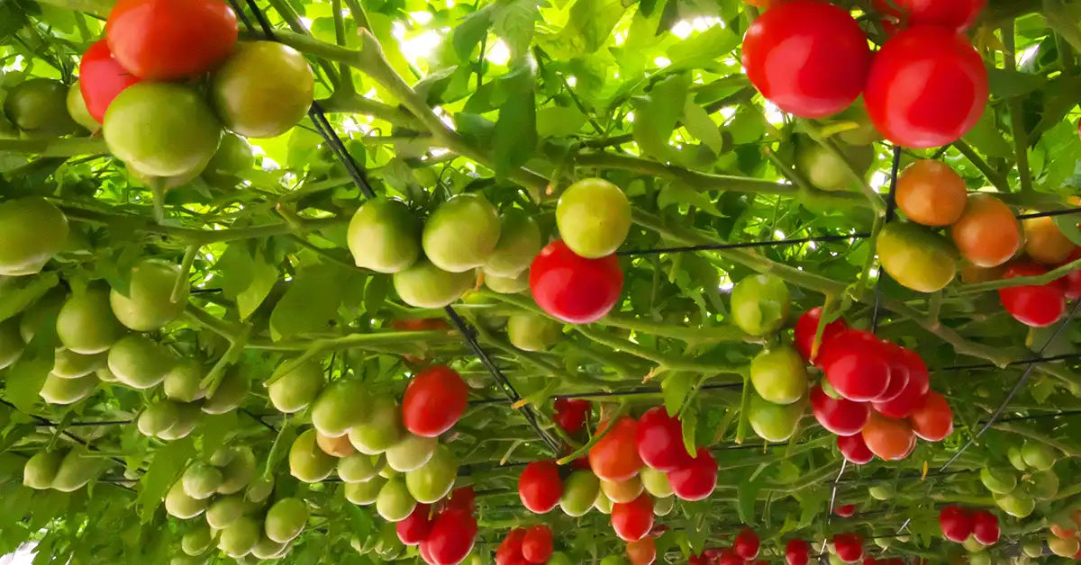 トマトの正しい栽培方法とは？特徴やよくあるトラブルの対策方法についても解説！