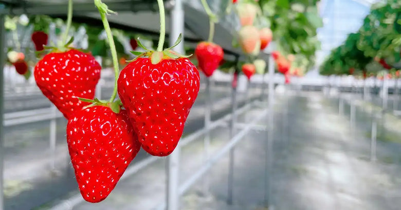 イチゴの正しい栽培方法とは？特徴やよくあるトラブルの対策方法についても解説！