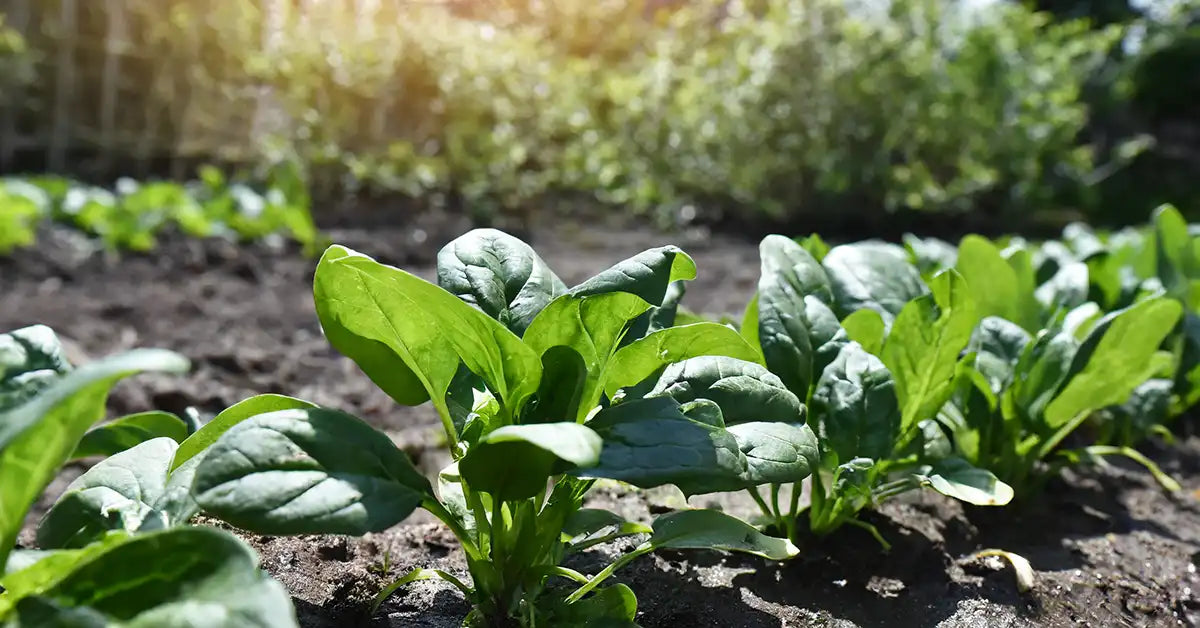 ほうれん草: 植え付け、栽培、世話 庭園
