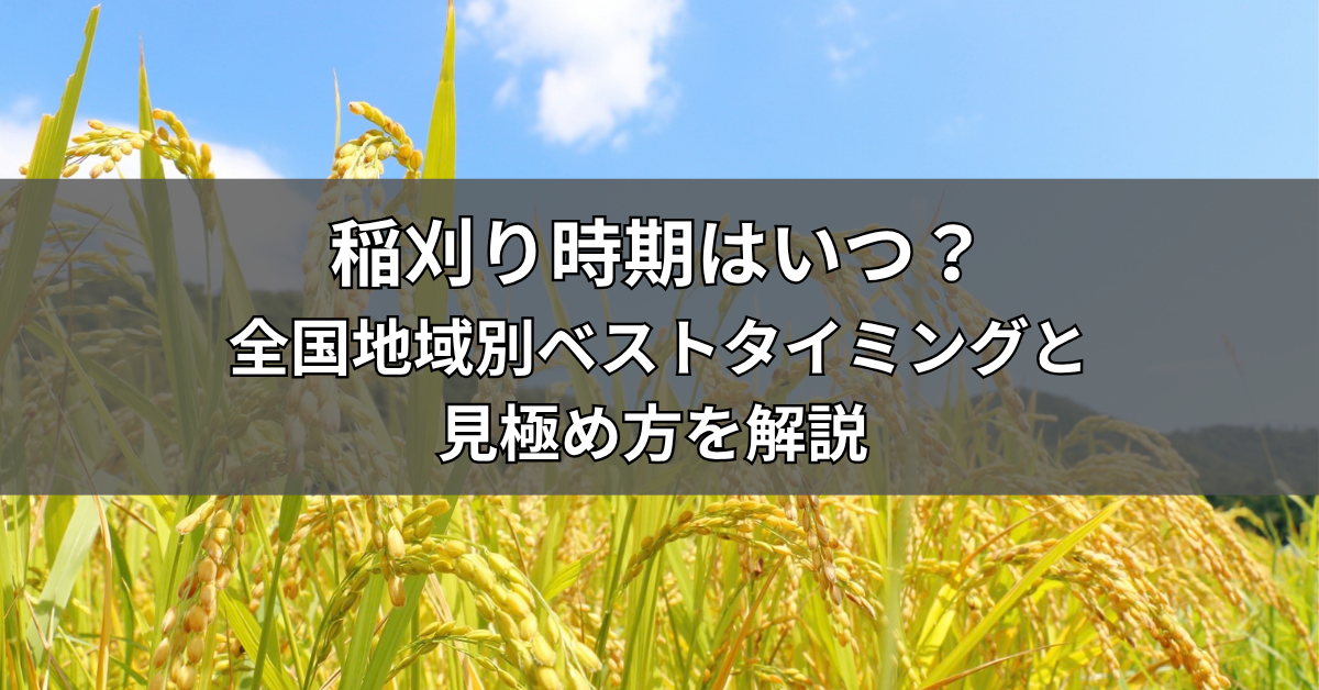 稲刈り時期はいつ？全国地域別ベストタイミングと見極め方を解説